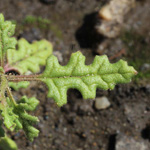Dysphania botrys
