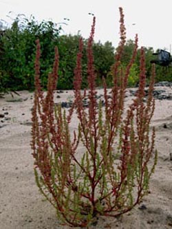 Dysphania botrys