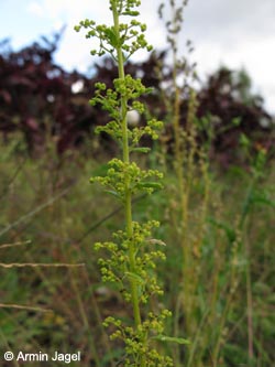 Dysphania botrys