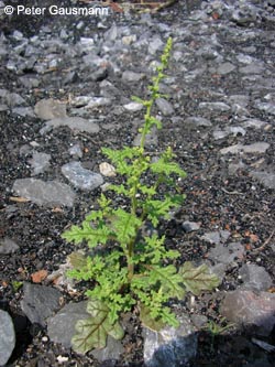 Dysphania botrys