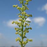 Dysphania botrys