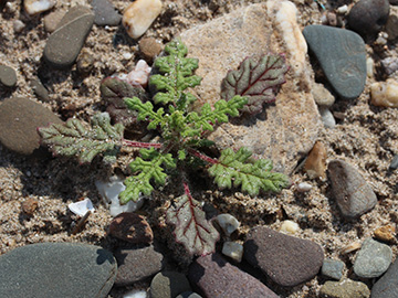 Dysphania botrys