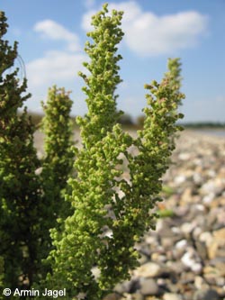 Dysphania botrys