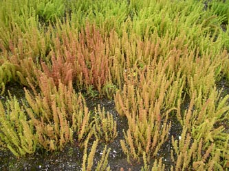 Dysphania botrys
