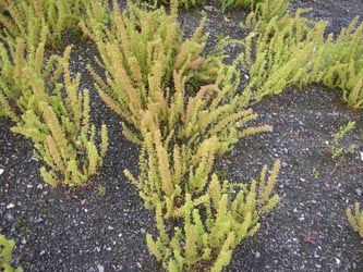 Dysphania botrys