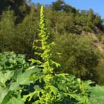 Dysphania schraderiana
