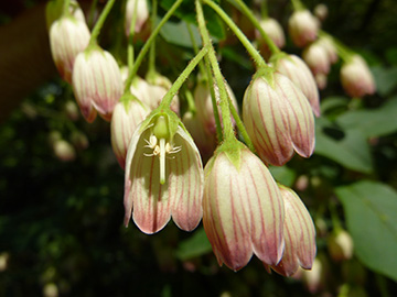 Enkianthus campanulatus