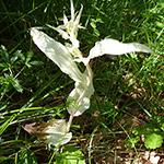 Epipactis helleborine - Breitblättrige Stendelwurz