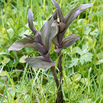 Epipactis helleborine - Breitblättrige Stendelwurz