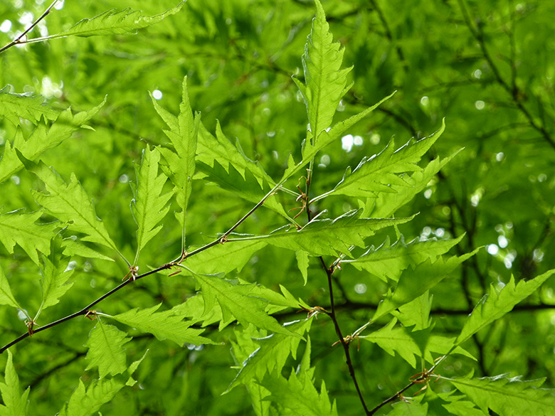 Fagus sylvatica Aspleniifolia