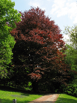 Fagus sylvatica Atropurpurea