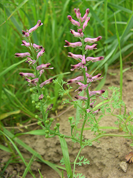 Fumaria officinalis