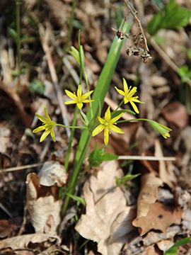 Gagea lutea