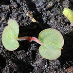 Geranium pratense - Wiesen-Storchschnabel
