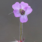 Geranium rotundifolium - Rundblättriger Storchschnabel