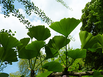 Ginkgo biloba