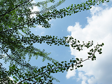 Ginkgo biloba