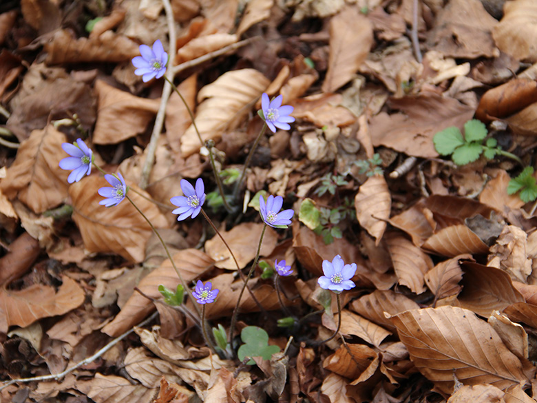 Hepatica nobilis
