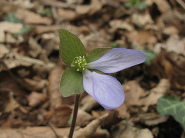 Hepatica nobilis