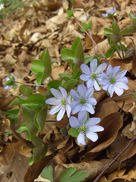 Hepatica nobilis