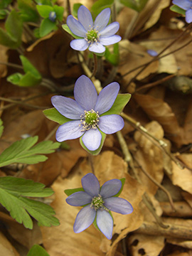 Hepatica nobilis
