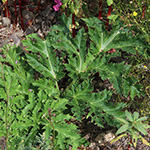 Heracleum mantegazzianum - Riesen-Bärenklau