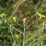 Hieracium umbellatum - Doldiges Habichtskraut
