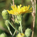 Hieracium umbellatum - Doldiges Habichtskraut