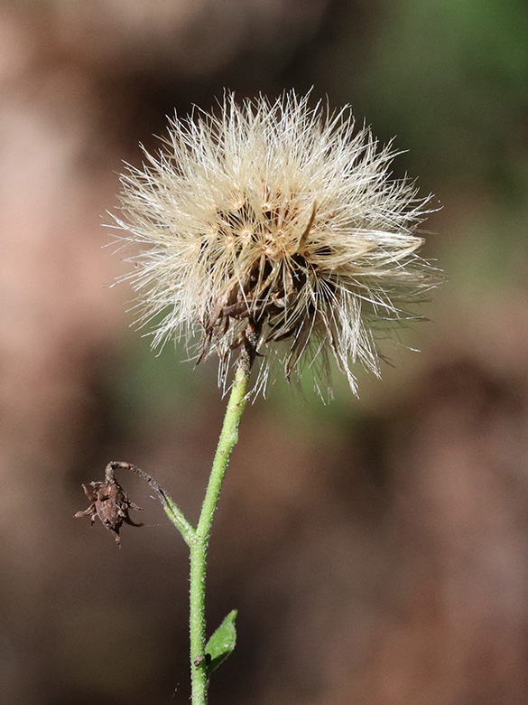 Hieracium umbellatum