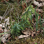 Juniperus communis - Gewöhnlicher Wacholder