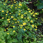 Lapsana communis subsp. intermedia - Mittlerer Rainkohl