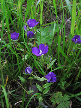 Legousia speculum-veneris