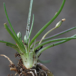 Littorella uniflora - Strandling