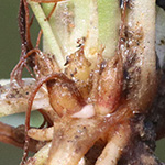 Littorella uniflora - Strandling