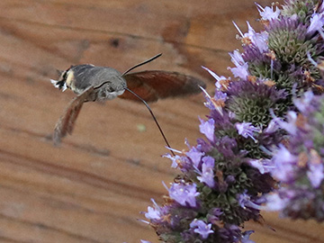 Macroglossum stellatarum