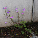 Malcolmia maritima - Meerviole