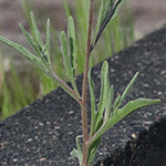 Matthiola longipetala - Abend-Levkoje