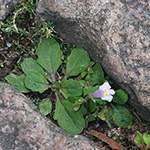 Mazus pumilus - Einjähriges Lippenmäulchen