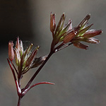 Minuartia mediterranea - Mediterrane Miere