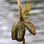 Myriophyllum spicatum - Ähren-Tausendblatt