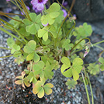 Oxalis articulata - Rosafarbener Sauerklee