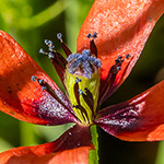 Papaver argemone - Sand-Mohn