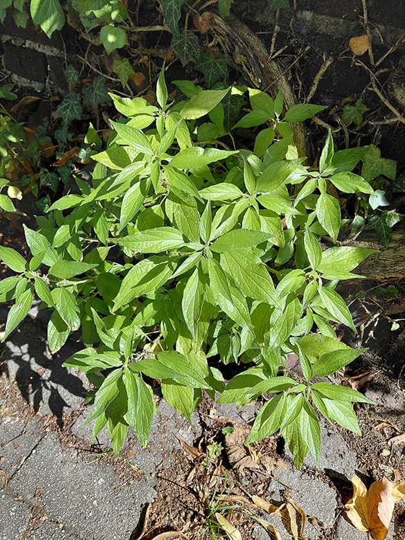 Parietaria officinalis