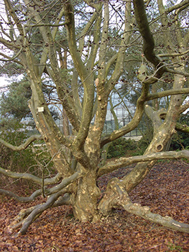Parrotia persica