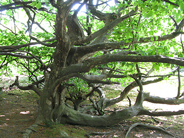 Parrotia persica