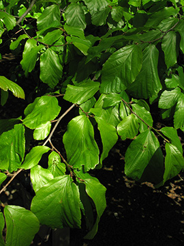 Parrotia persica