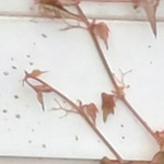 Parthenocissus quinquefolia