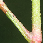 Persicaria lapathifolia subsp. lapathifolia - Gewöhnlicher Ampfer-Knöterich