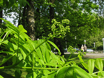 Phellodendron amurense