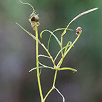 Potamogeton berchtoldii - Berchtolds Laichkraut